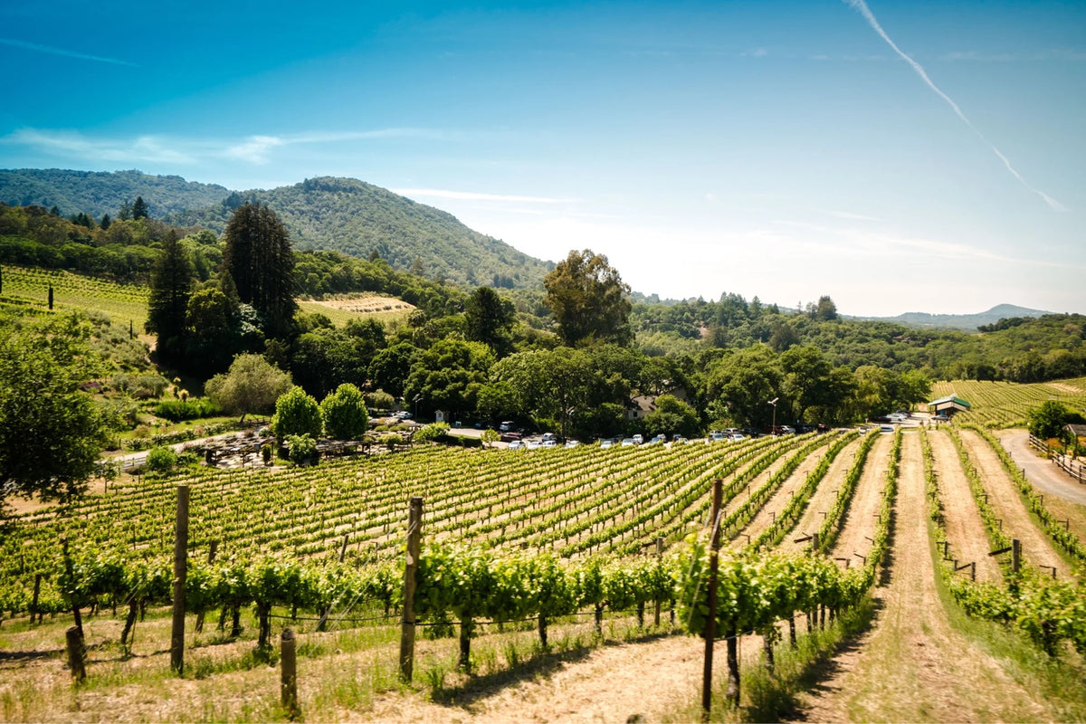 California's Wine Country: Napa and Sonoma